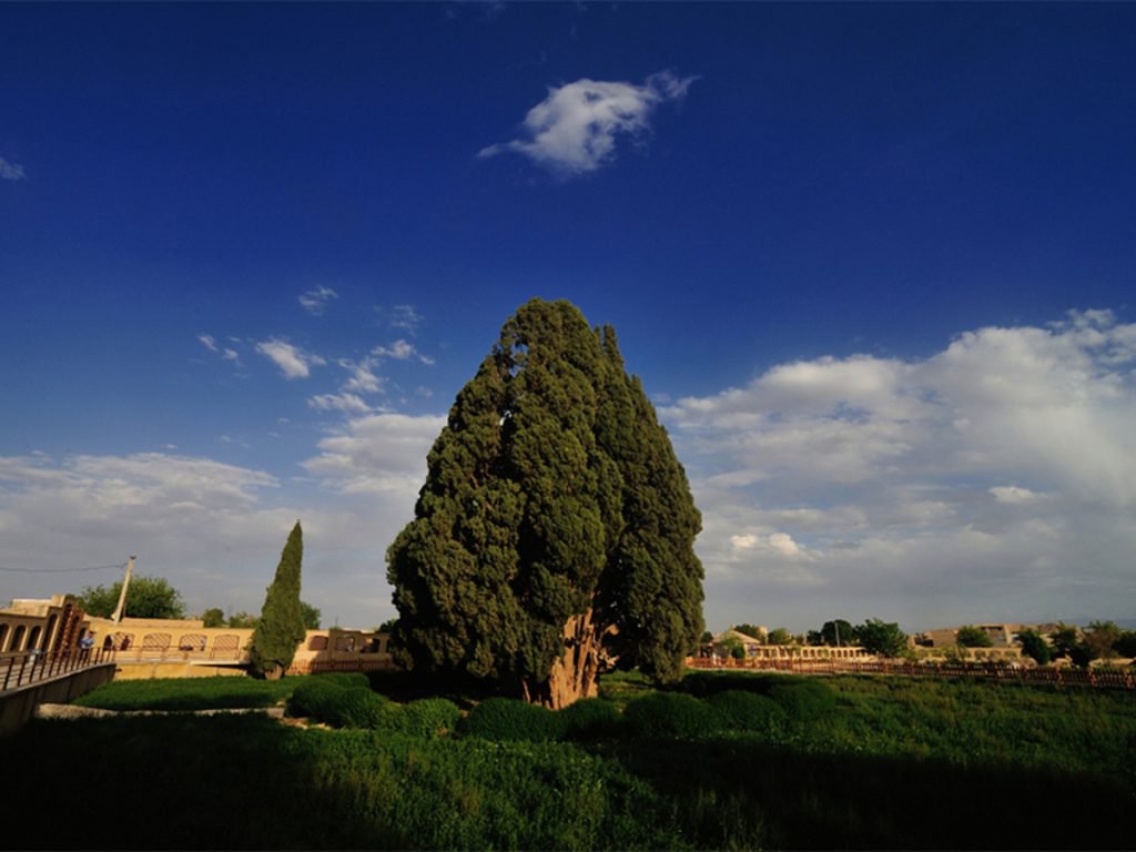 ابرکوه و سرو کهن